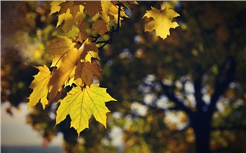 Ясенелистный клён теперь в списке вредных растений. Но в Красноярске он продолжает захватывать город