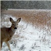 В Саяно-Шушенском заповеднике зимой для косуль создали искусственные кормовые поля (видео)