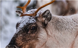 Полиция начала проверку о жестоком обращении с оленем на Масленице в Сухобузимском (видео)