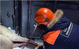 В Красноярске стая собак напала на марала