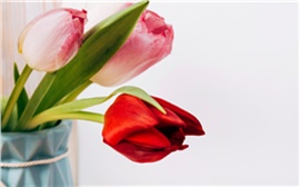 Красноярцам посоветовали, как правильно выбрать букет тюльпанов к 8 Марта