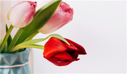 Красноярцам посоветовали, как правильно выбрать букет тюльпанов к 8 Марта