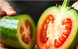 «Померец дешевле и вкуснее!»: гибрид огурца и помидора вырастил у себя на даче минусинец