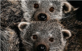 В Новосибирском зоопарке сразу у двух пар бинтуронгов родились детеныши