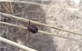 Первый в этом году случай укуса клеща зафиксирован в Красноярском крае (видео)