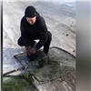 Агрессивную стаю из 60 бездомных собак отловили в красноярских Солонцах (видео)
