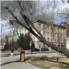 В центре Красноярска срубят деревья еще на одной улице 