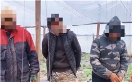 В теплицах под Красноярском снова поймали мигрантов-нарушителей (видео)