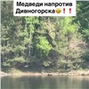 У Дивногорска заметили четырех медведей