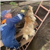 Сразу пять собак достали из котлована спасатели в Шушенском