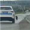 Очередного медведя застрелили в Красноярском крае. Он бегал рядом со школой в Емельяново (видео)