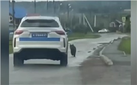 Очередного медведя застрелили в Красноярском крае. Он бегал рядом со школой в Емельяново (видео)