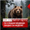 Красноярцы 97 раз сообщили о медведях за неделю 