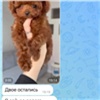Омская лжепродавщица породистых щенков обманула жительниц Красноярского края на 250 тысяч