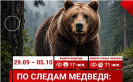 Красноярцы стали реже сообщать о медведях в городе 