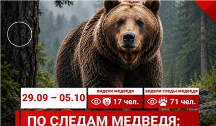 Красноярцы стали реже сообщать о медведях в городе 