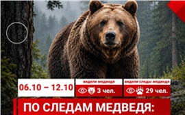 Количество сообщений о медведях в Красноярске за неделю уменьшилось в 2,7 раза 