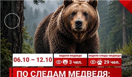 Количество сообщений о медведях в Красноярске за неделю уменьшилось в 2,7 раза 