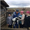 Многодетные семьи Красноярского края получили деньги на развитие личных подсобных хозяйств