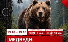 В Красноярске сокращается число сообщений о медведях