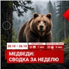Число сообщений о медведях в Красноярске продолжает сокращаться 