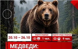 Число сообщений о медведях в Красноярске продолжает сокращаться 