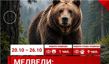 Число сообщений о медведях в Красноярске продолжает сокращаться 