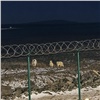 На Таймыре белый медведь содрал скальп с дорожного рабочего