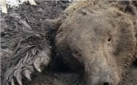 В Красноярском крае медведь убил известного охотника