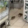 Красноярский Роспотребнадзор заинтересовался видео с крысами в супермаркете 