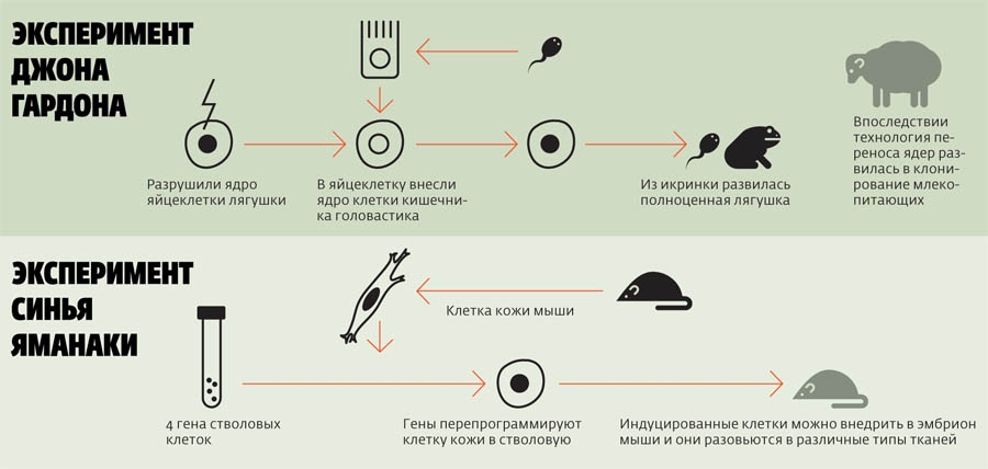 Иллюстрация открытий. Картинка взята в журнале «Русский репортер»