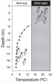  График зависимости температуры (горизонтальная ось) от глубины (вертикальная ось) в стратифицированном озере и глубины нахождения в нем зоопланктона в ночное (справа) и в дневное (слева) время. 