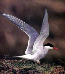 Полярная крачка