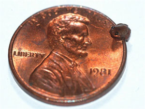 Лягушка на монете