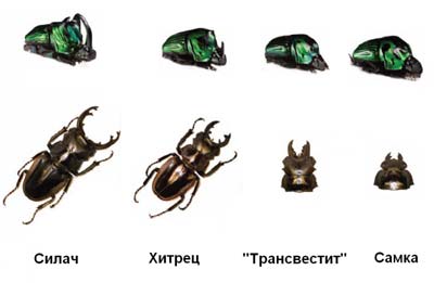 Трансвеститы есть и у жуков