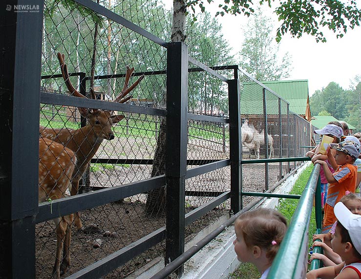Фото роев ручей красноярск зоопарк